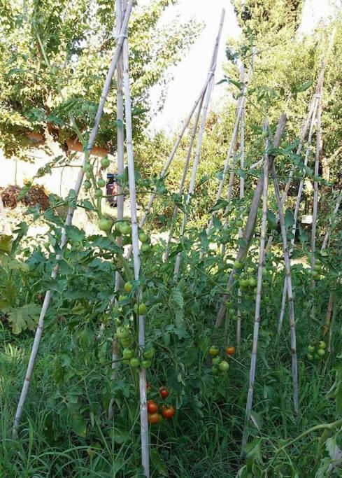 CampoleoneCountry House Tra Lago E Mare A Sud Di Roma别墅 外观 照片